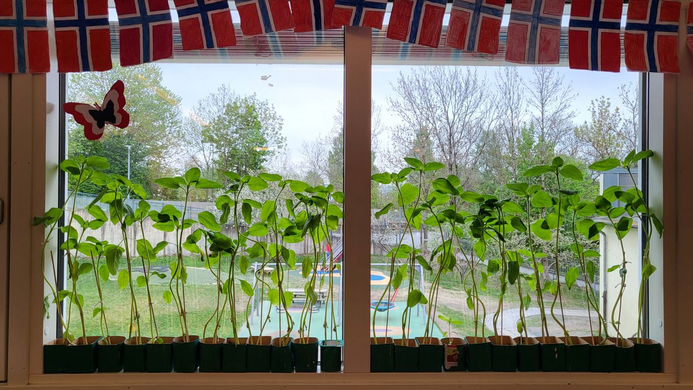 Foto: Jostein Horgen Tenmann Solsikker